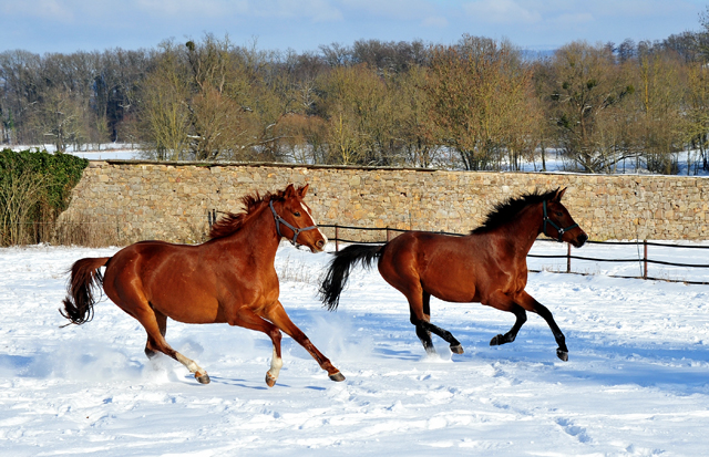 Glory Fire v. Alter Fritz u. Schwalbe's Beauty v. High Motion - 12. Februar 2021 - Foto: Beate Langels - 
Trakehner Gestt Hmelschenburg