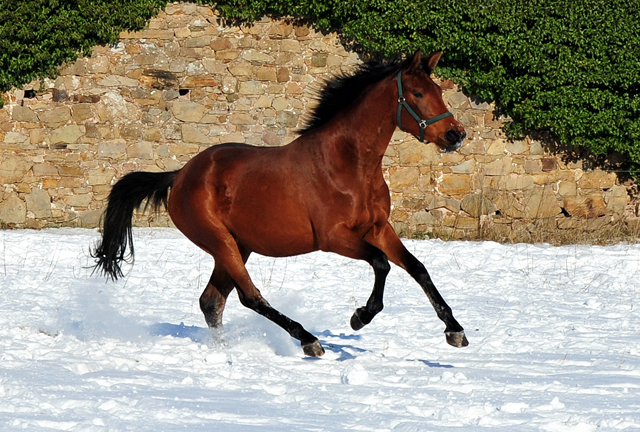 Schwalbe's Beauty v. High Motion - 12. Februar 2021 - Foto: Beate Langels - 
Trakehner Gestt Hmelschenburg