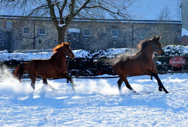 Glory Fire v. Alter Fritz u. Schwalbe's Beauty v. High Motion - 12. Februar 2021 - Foto: Beate Langels - 
Trakehner Gestt Hmelschenburg