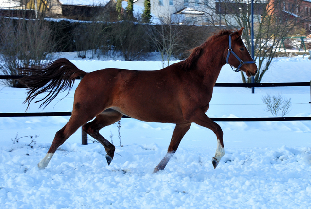 Glory Fire v. Alter Fritz - 12. Februar 2021 - Foto: Beate Langels - 
Trakehner Gestt Hmelschenburg