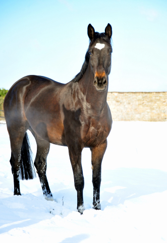 Kaiserherz v. Kostolany - 12. Februar 2021 - Foto: Beate Langels - 
Trakehner Gestt Hmelschenburg