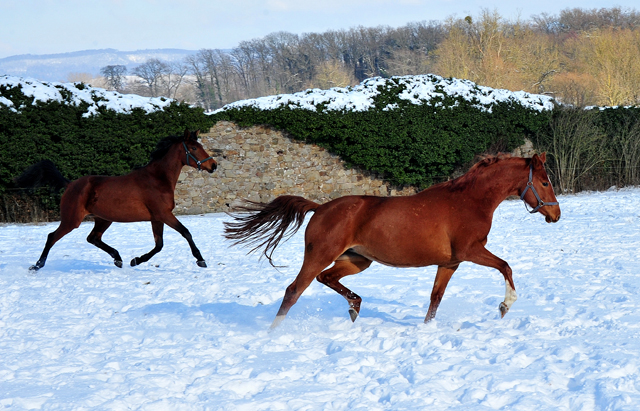 Schwalbe's Beauty v. High Motion und Glory Fire v. Alter Fritz - 12. Februar 2021 - Foto: Beate Langels - 
Trakehner Gestt Hmelschenburg