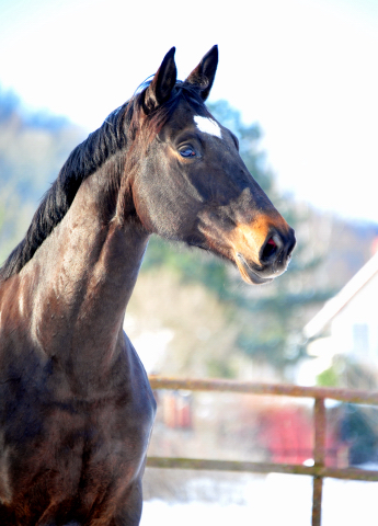 Kaiserherz v. Kostolany - 12. Februar 2021 - Foto: Beate Langels - 
Trakehner Gestt Hmelschenburg