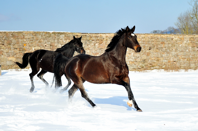 Kaiserherz v. Kostolany - 12. Februar 2021 - Foto: Beate Langels - 
Trakehner Gestt Hmelschenburg