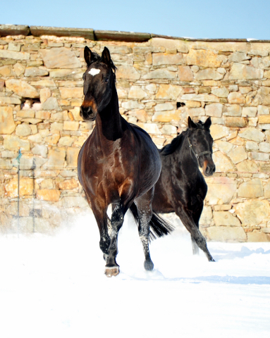 Kaiserherz v. Kostolany - 12. Februar 2021 - Foto: Beate Langels - 
Trakehner Gestt Hmelschenburg