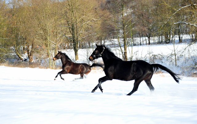 Kaiserherz v. Kostolany und Schwalbentraum v. Helium - 12. Februar 2021 - Foto: Beate Langels - 
Trakehner Gestt Hmelschenburg