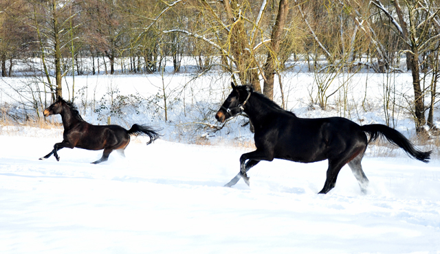 Kaiserherz v. Kostolany - 12. Februar 2021 - Foto: Beate Langels - 
Trakehner Gestt Hmelschenburg