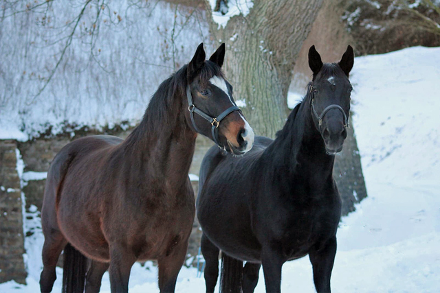 Tacyra und Vittoria - 13. Februar 2021 - Foto: Johanna Kraus - 
Trakehner Gestt Hmelschenburg