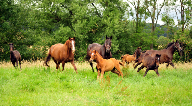 14. Juli 2016 - Trakehner Gestüt Hämelschenburg - Beate Langels