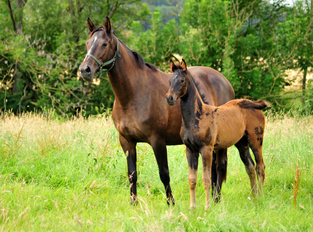 14. Juli 2016 - Trakehner Gestt  Hmelschenburg - Beate Langels