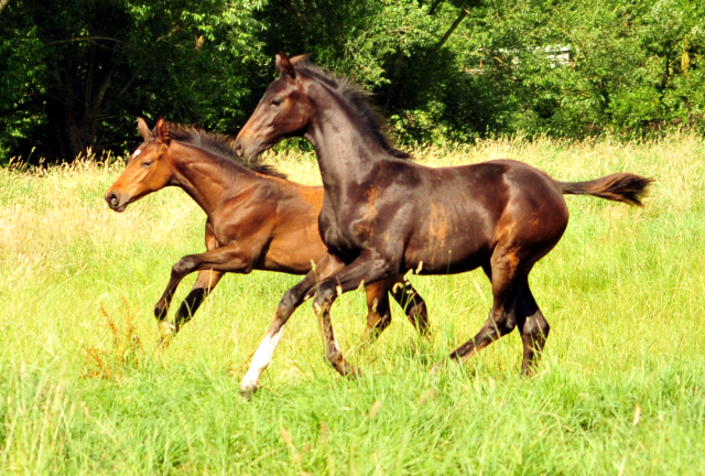14. Juli 2016 - Trakehner Gestüt Hämelschenburg - Beate Langels