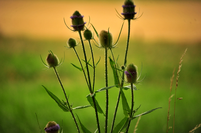 14. Juli 2016 - Trakehner Gestüt Hämelschenburg - Beate Langels