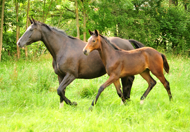 14. Juli 2016 - Trakehner Gestt  Hmelschenburg - Beate Langels