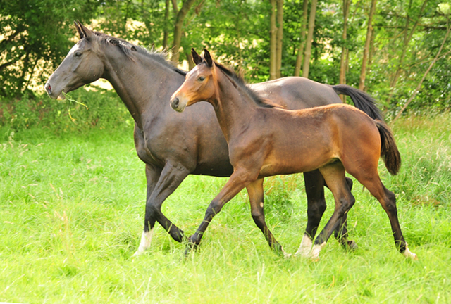 14. Juli 2016 - Trakehner Gestt  Hmelschenburg - Beate Langels