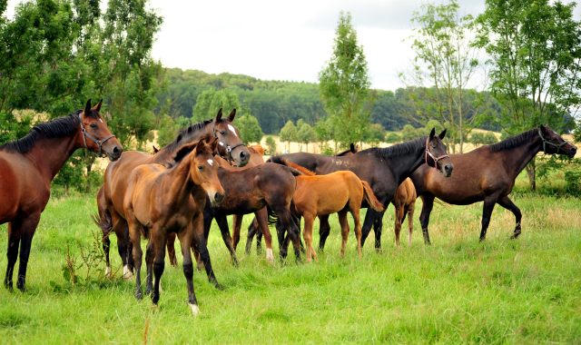 14. Juli 2016 - Trakehner Gestüt Hämelschenburg - Beate Langels