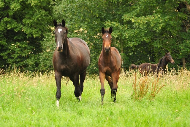 14. Juli 2016 - Trakehner Gestt  Hmelschenburg - Beate Langels