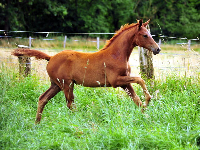 14. Juli 2016 - Trakehner Gestt  Hmelschenburg - Beate Langels