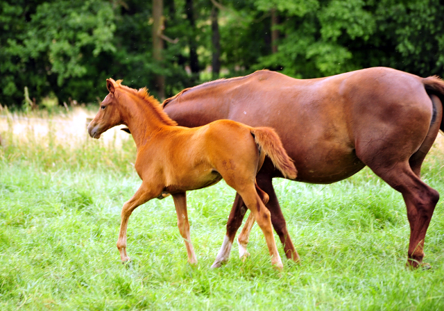 14. Juli 2016 - Trakehner Gestt  Hmelschenburg - Beate Langels