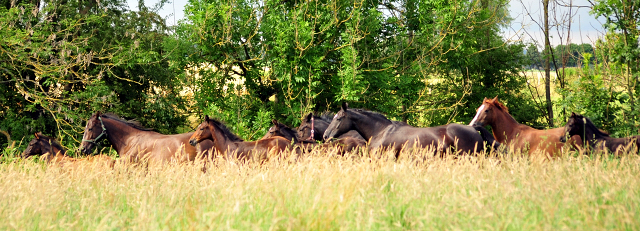 14. Juli 2016 - Trakehner Gestüt Hämelschenburg - Beate Langels