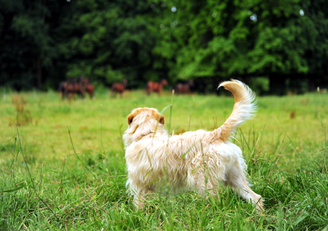 14. Juli 2016 - Trakehner Gestüt Hämelschenburg - Beate Langels
