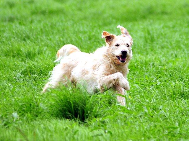 Oskar - 14. Juli 2016 - Trakehner Gestüt Hämelschenburg - Beate Langels