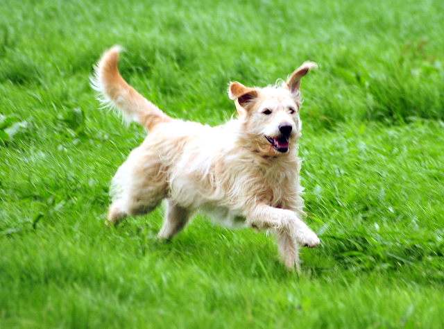 Oskar - 14. Juli 2016 - Trakehner Gestüt Hämelschenburg - Beate Langels