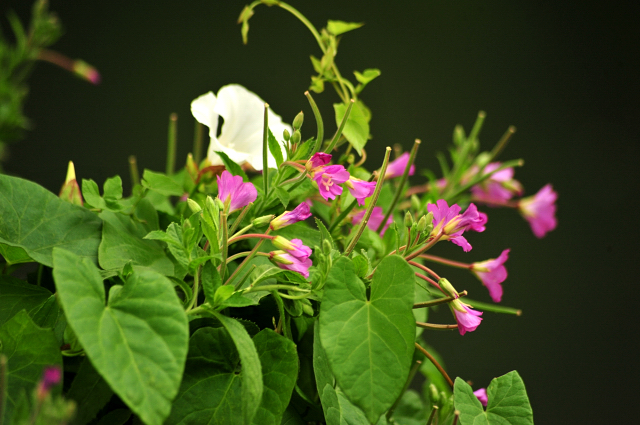 14. Juli 2016 - Trakehner Gestüt Hämelschenburg - Beate Langels