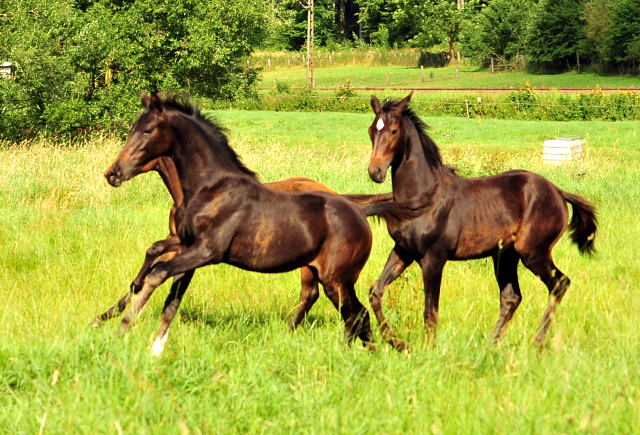 14. Juli 2016 - Trakehner Gestüt Hämelschenburg - Beate Langels