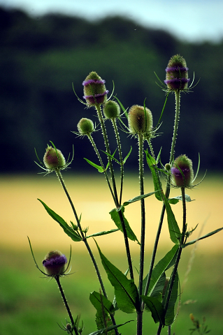 14. Juli 2016 - Trakehner Gestüt Hämelschenburg - Beate Langels