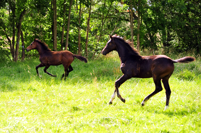 14. Juli 2016 - Trakehner Gestüt Hämelschenburg - Beate Langels