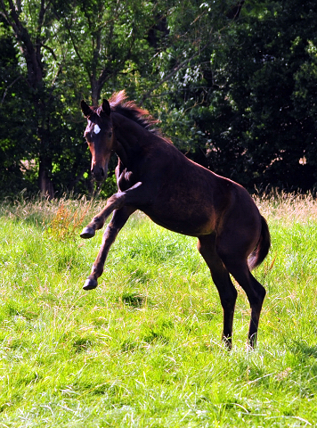 14. Juli 2016 - Trakehner Gestüt Hämelschenburg - Beate Langels