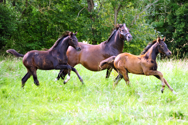 14. Juli 2016 - Trakehner Gestt  Hmelschenburg - Beate Langels