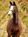 Mrz 2017- Foto: Beate Langels - Trakehner Gestt Hmelschenburg