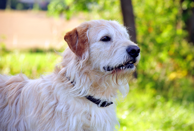 17. Juli 2016 - Trakehner Gestüt Hämelschenburg - Beate Langels