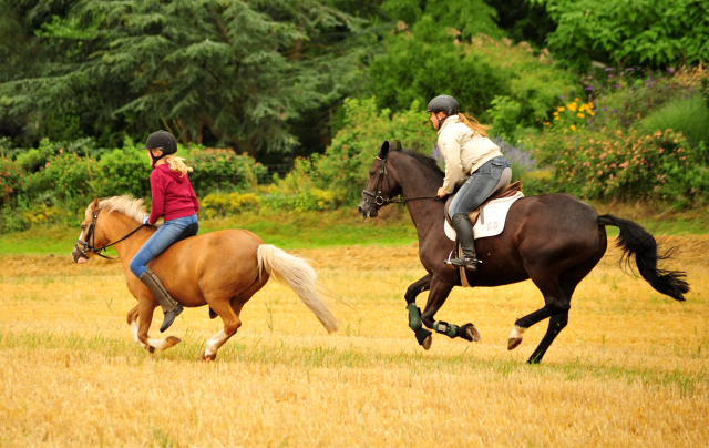 17. Juli 2016 - Trakehner Gestt  Hmelschenburg - Beate Langels
