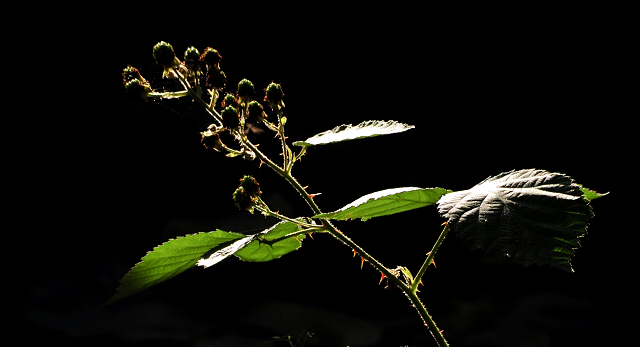 17. Juli 2016 - Trakehner Gestüt Hämelschenburg - Beate Langels