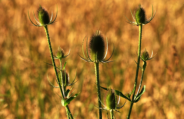 17. Juli 2016 - Trakehner Gestüt Hämelschenburg - Beate Langels