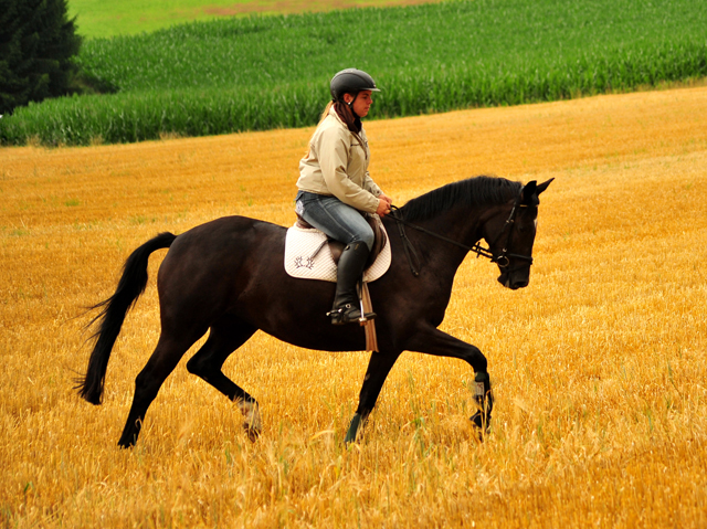 17. Juli 2016 - Trakehner Gestt  Hmelschenburg - Beate Langels