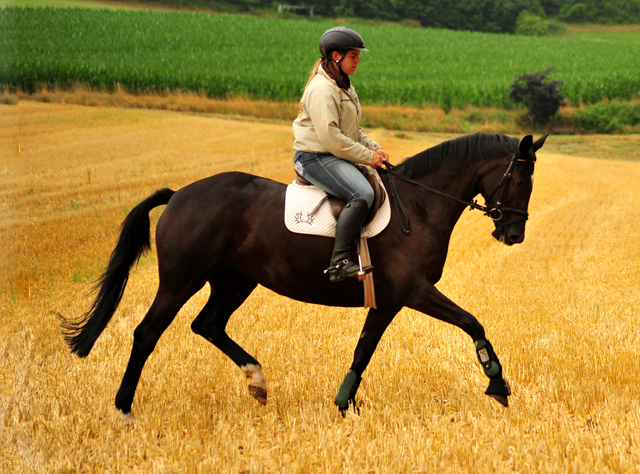 17. Juli 2016 - Trakehner Gestt  Hmelschenburg - Beate Langels