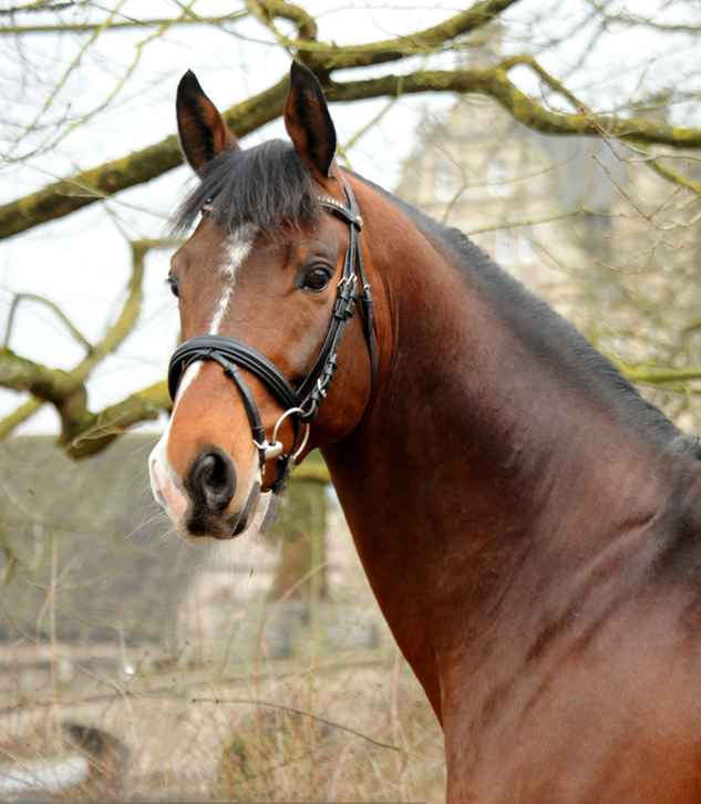 Klassic Sunday im Januar 2022 - Trakehner Gestt Hmelschenburg  - Foto: Beate Langels