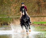 Impressionen vom Februar 2021 - Trakehner Gestt Hmelschenburg  - Foto: Beate Langels