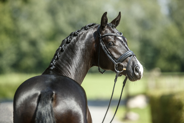 Hengst von Imhotep u.d. Gracia Patricia v. Alter Fritz u.d. Elitestute Gloriette v. Kostolany - Foto: Guido Rekie - 
Gestt Schplitz