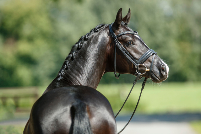Hengst von Imhotep u.d. Gracia Patricia v. Alter Fritz u.d. Elitestute Gloriette v. Kostolany - Foto: Guido Rekie - 
Gestt Schplitz