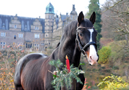 Impressionen vom November 2020 - Trakehner Gestt Hmelschenburg 2020 - Foto: Beate Langels