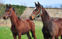 Impressionen vom November 2020 - Trakehner Gestt Hmelschenburg 2020 - Foto: Beate Langels