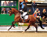 Die Hmelschenburger Pferde im August 2017 - Trakehner Gestt Hmelschenburg - Foto: Beate Langels