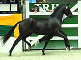 Siegerhengst Imhotep - Foto: Dr. Peter Richterich