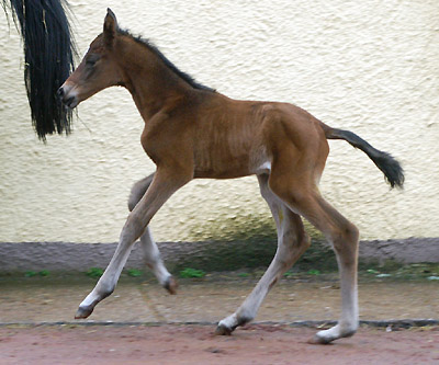 Trakehner Filly by Imperio out of Elitemare Schwalbenspiel by Exclusiv, Trakehner Gestt Hmelschenburg - Beate Langels