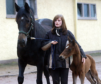 Trakehner Filly by Imperio out of Elitemare Schwalbenspiel by Exclusiv, Trakehner Gestt Hmelschenburg - Beate Langels