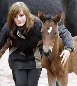 Trakehner Filly by Imperio out of Elitemare Schwalbenspiel by Exclusiv, Trakehner Gestt Hmelschenburg - Beate Langels